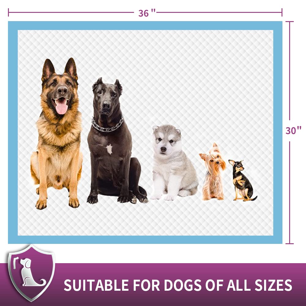 IMMCUTE XXL pad designed for seniors and ill dogs.