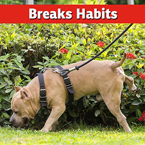 imustgarden pets-friendly outdoor area shows safe, odor-free garden protection.