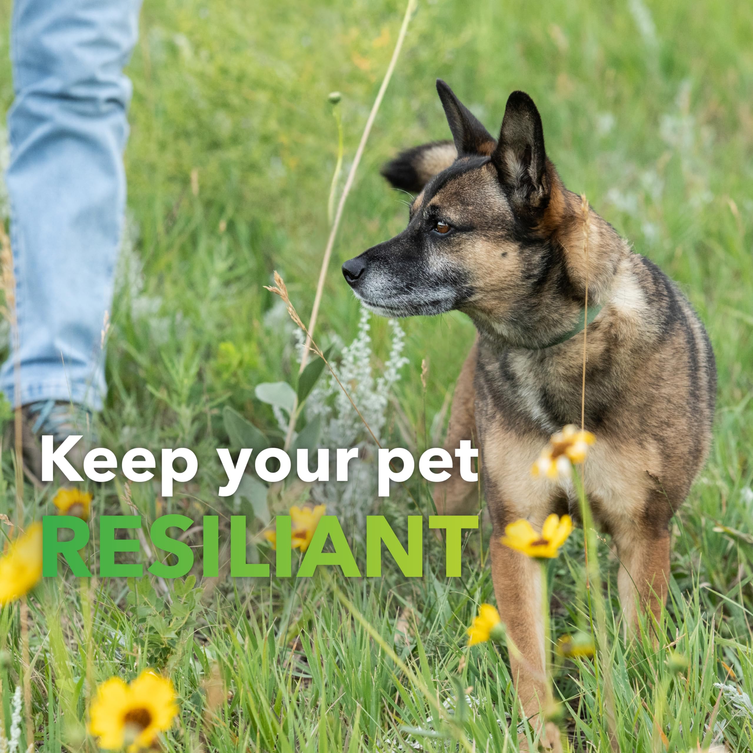 InClover no-grain-formula packaging scene showcases grain-free solution for pets with allergies.