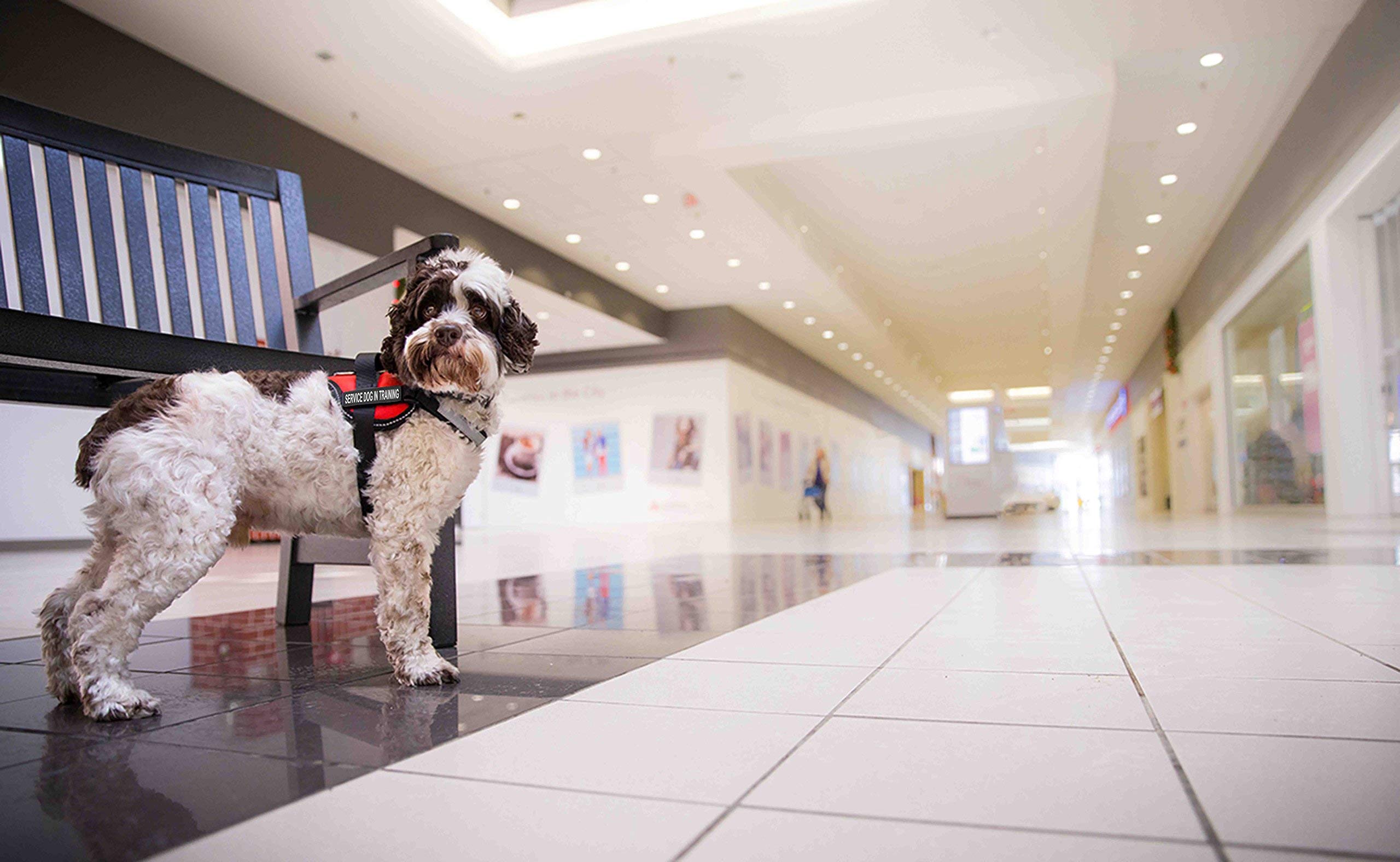 Chaleco Industrial Puppy con cierre de vientre rápido para ponérselo fácilmente.