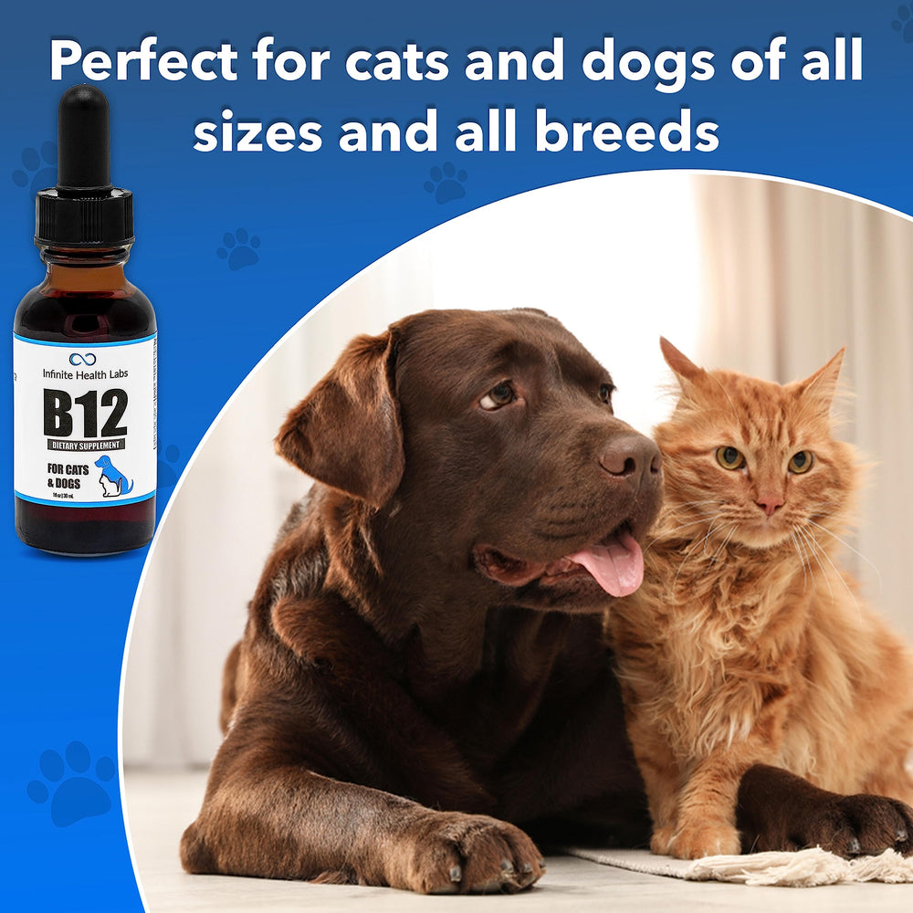 Infinite Health Labs Liquid B-12 on dogs-eating to illustrate appetite support.