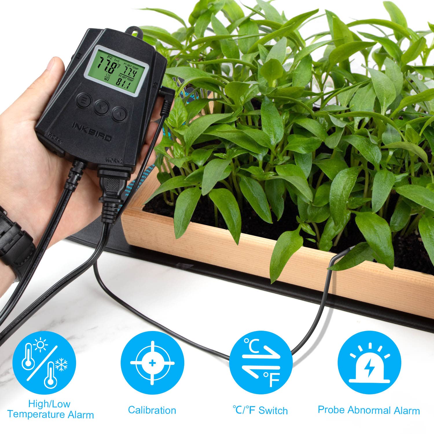 Inkbird IPT-2CH mounted to heat mat showing reliable warmth in terrarium.