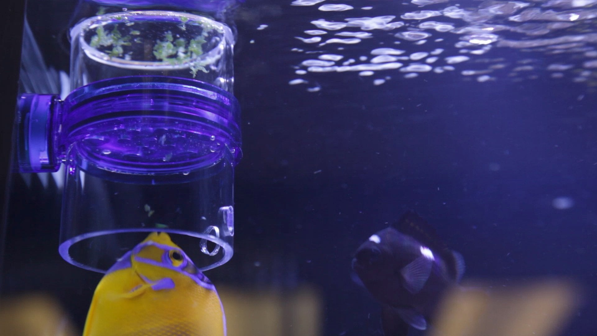 Innovative Marine Gourmet Gadget Defroster PRO contained feeding area reduces stray food.
