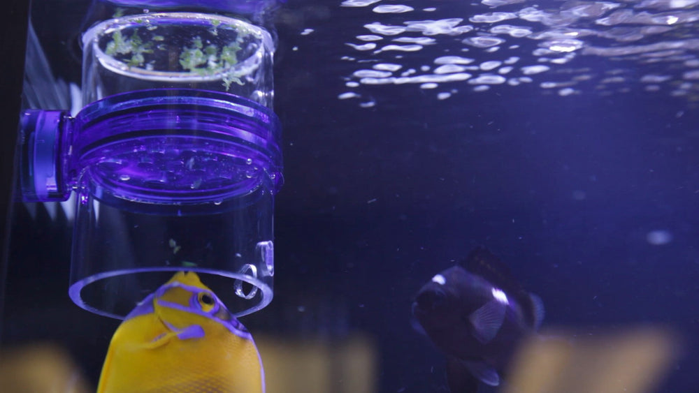 Innovative Marine Gourmet Gadget Defroster PRO contained feeding area reduces stray food.