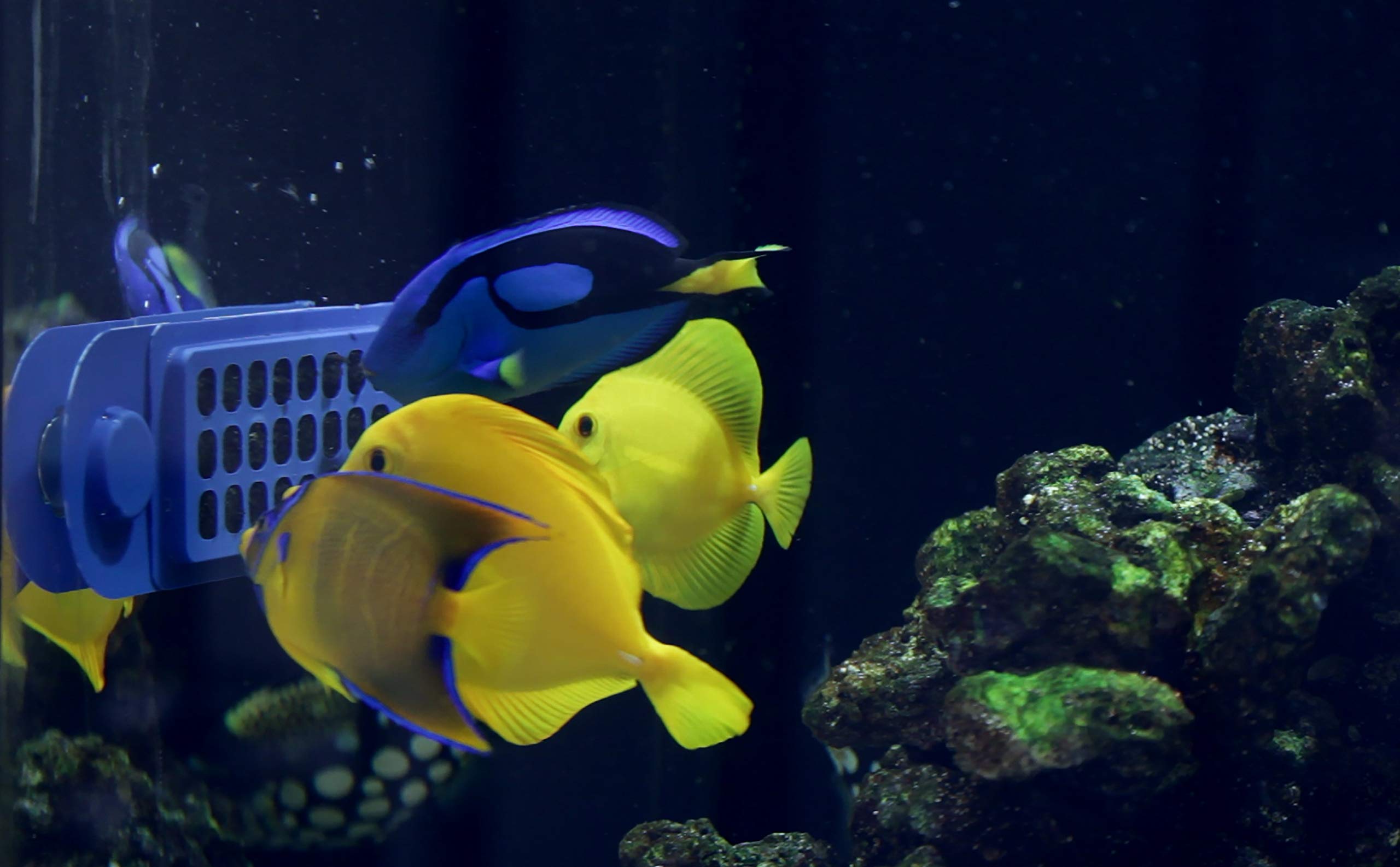 Innovative Marine Grazer Pro snap-lock security keeps seaweed contained.