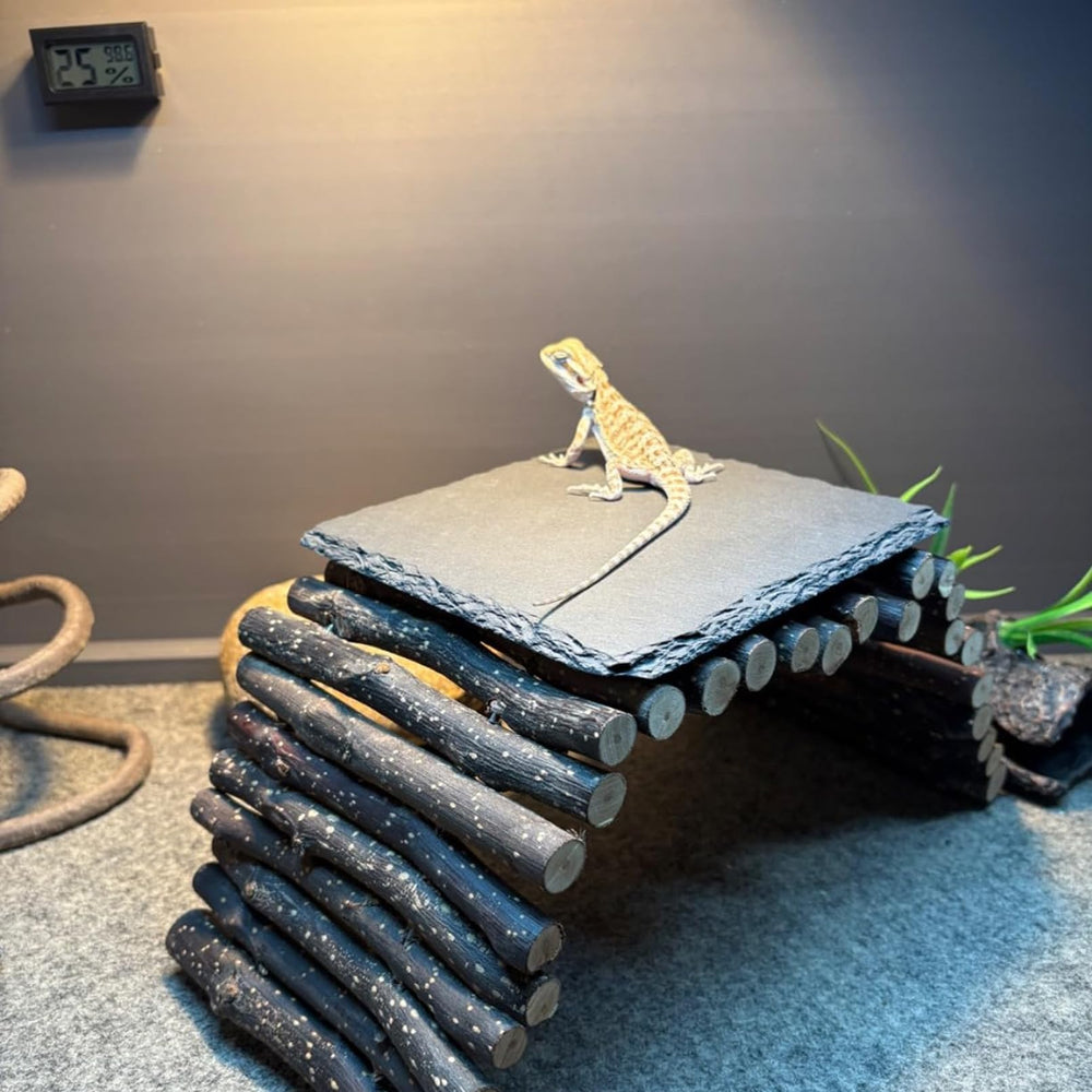INOSCIND Bearded Dragon-friendly slate rock supports safe daytime warmth.