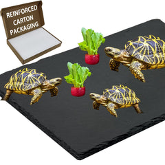 INOSCIND extra-large basking-platform slate tiles support warm basking behavior.