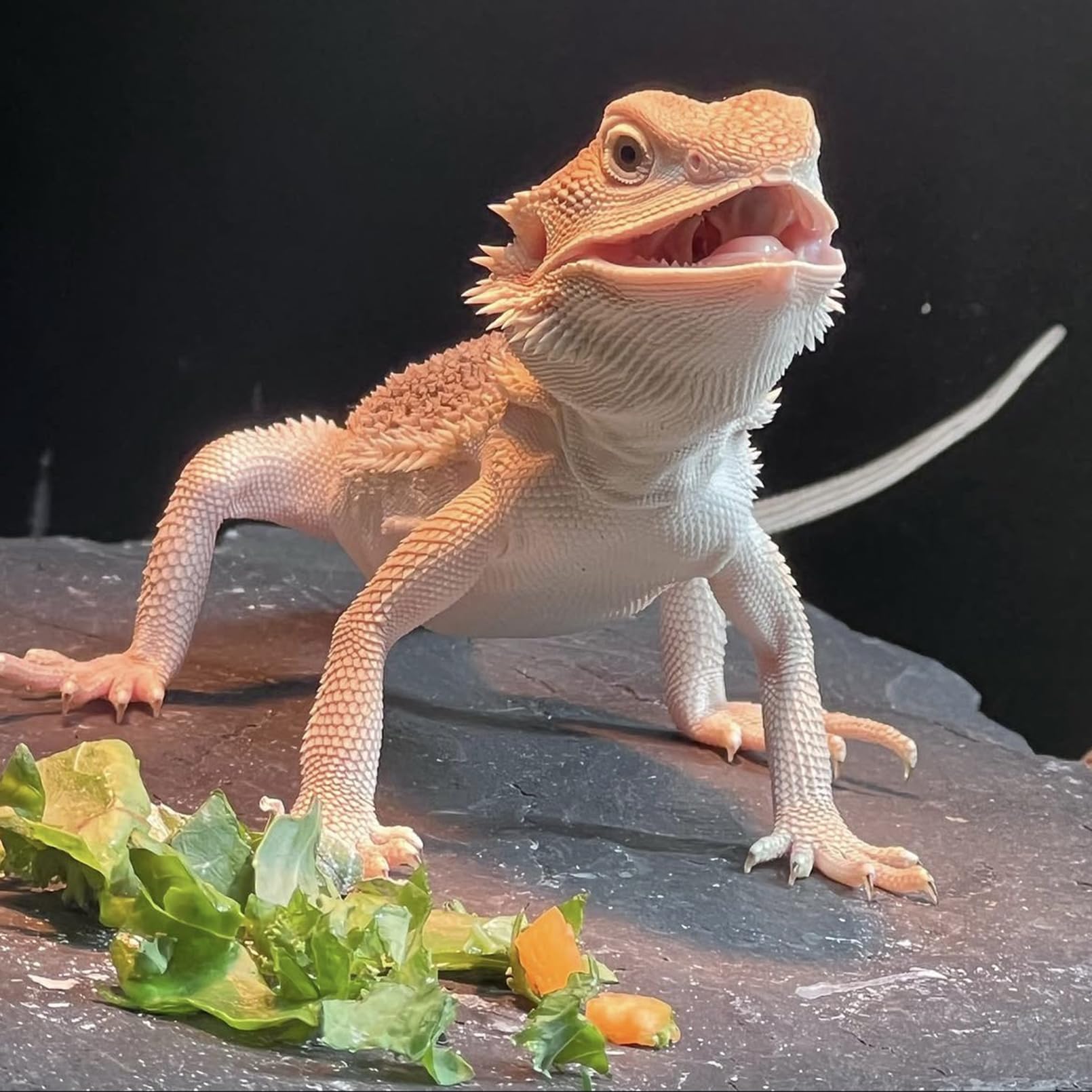 INOSCIND reptile-slate for turtles, snakes, lizards enhances terrarium versatility.