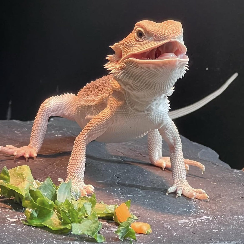 INOSCIND reptile-slate for turtles, snakes, lizards enhances terrarium versatility.