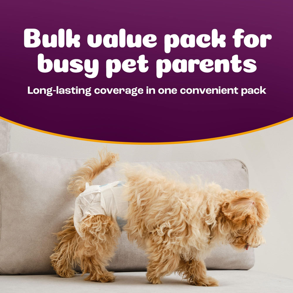Inspire Pet Care in-heat scenario showing protection and comfort for dogs