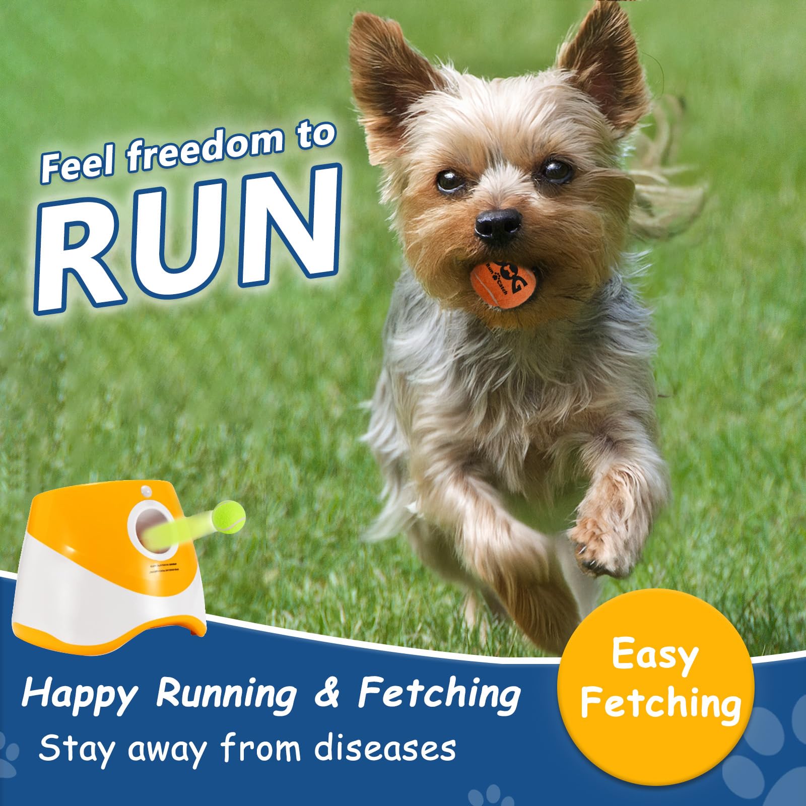 INSUM dog playing outdoors demonstrates durable design for small breeds.