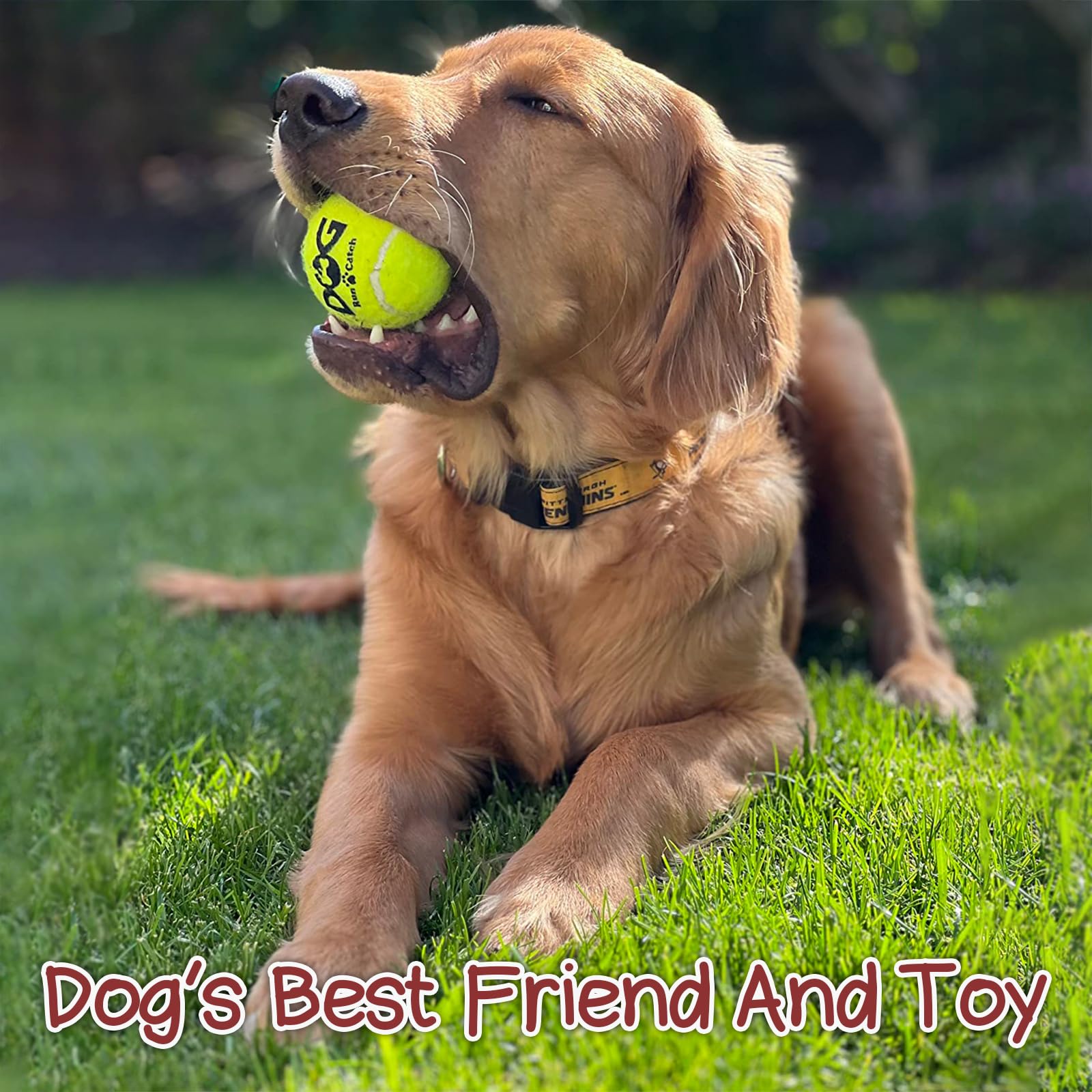 INSUM squeaky dog ball blue outdoor-play scene for park and yard fetch.