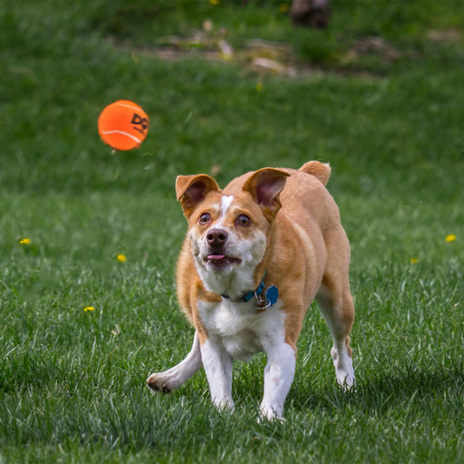 INSUM squeaky dog ball orange medium size in package.