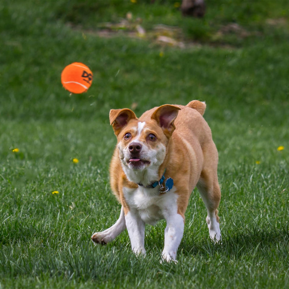 INSUM squeaky dog ball orange medium size in package.