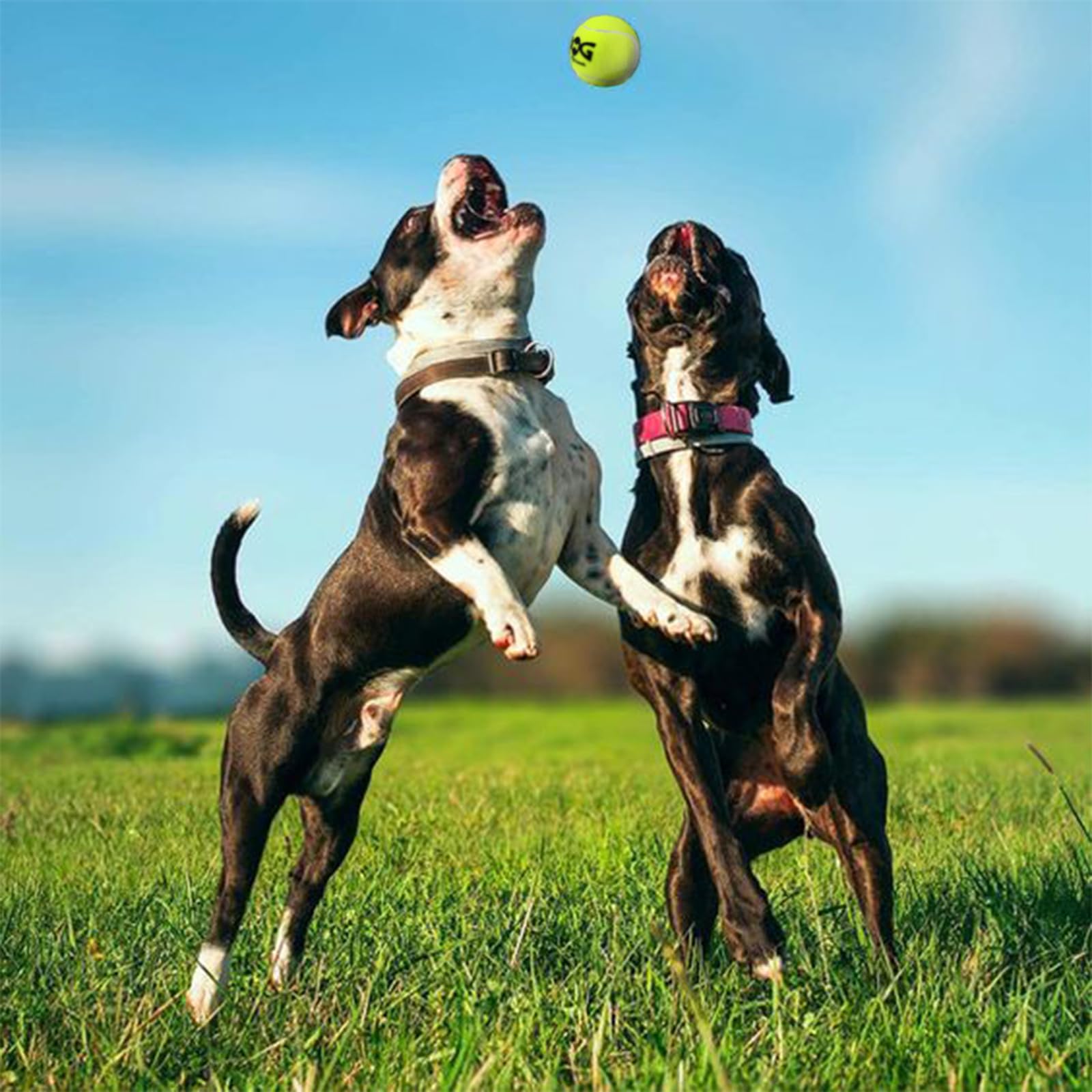 INSUM squeaky dog ball yellow four-pack highlights value