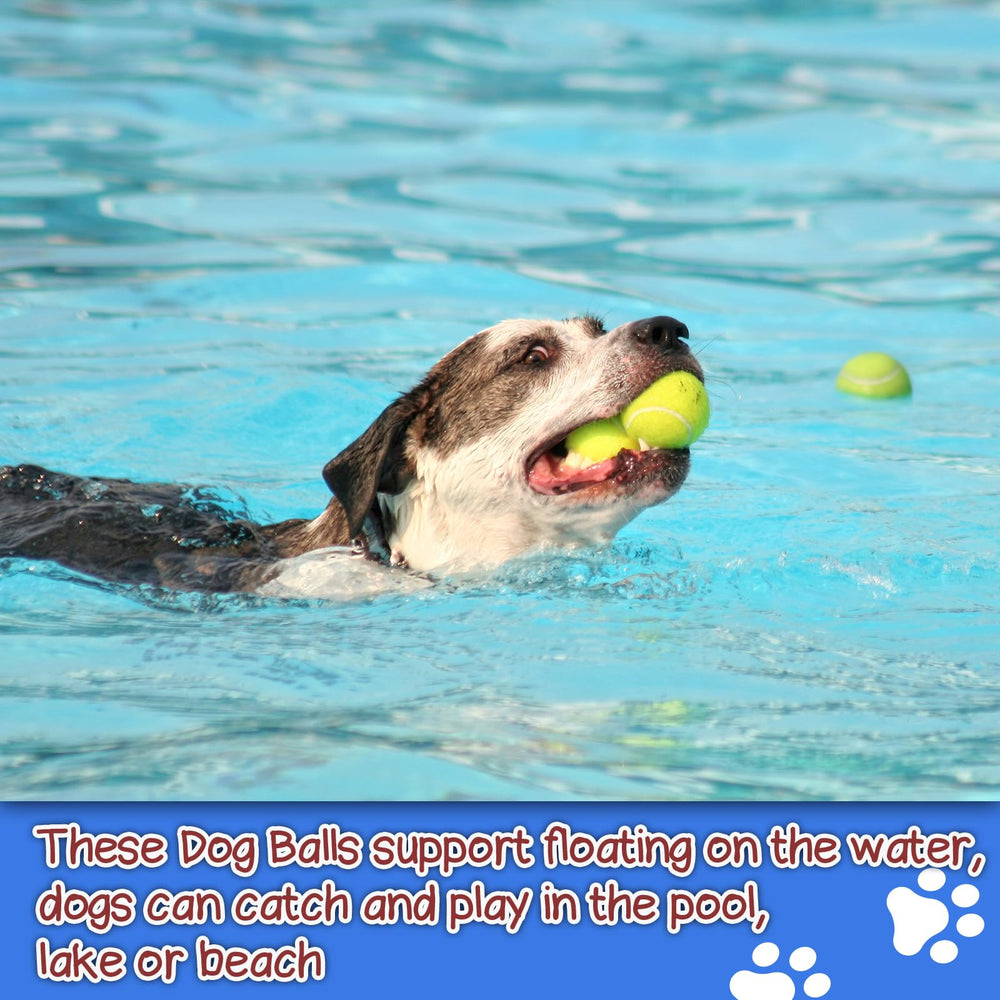 INSUM squeaky dog balls dog fetch action demonstrates durability and bounce.