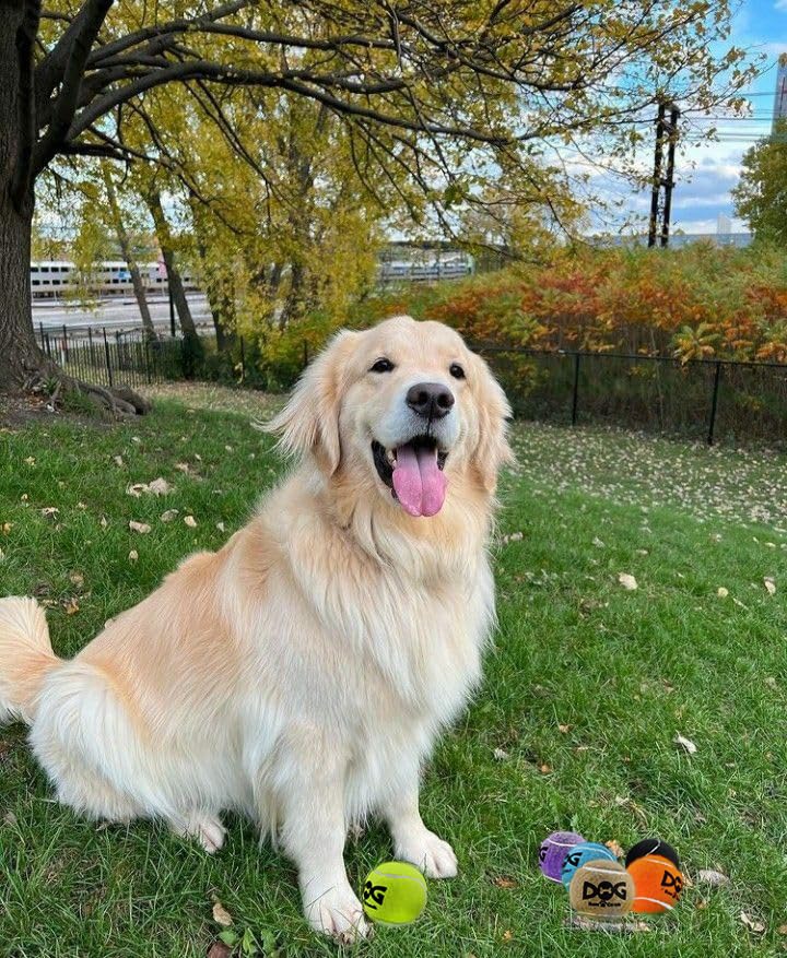 INSUM squeaky dog balls indoor and outdoor play all-weather fun
