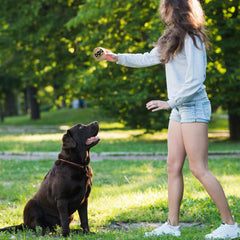 INSUM squeaky dog balls natural rubber durable safe chewing