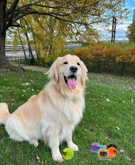 INSUM Squeaky Dog Balls purple park-play image highlights bright colors for quick location outside.