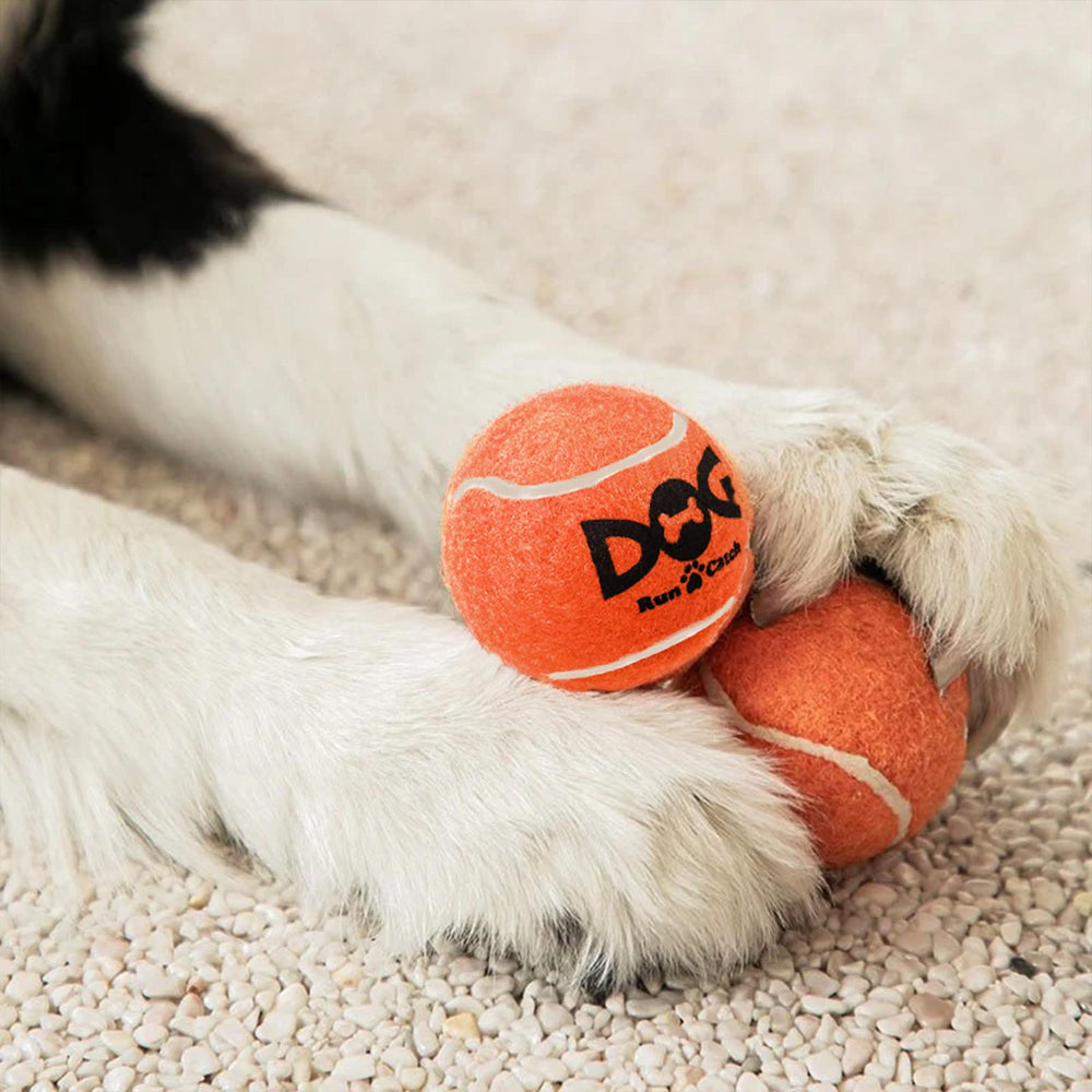 INSUM squeaky dog balls on the beach ready for weather-ready fun.