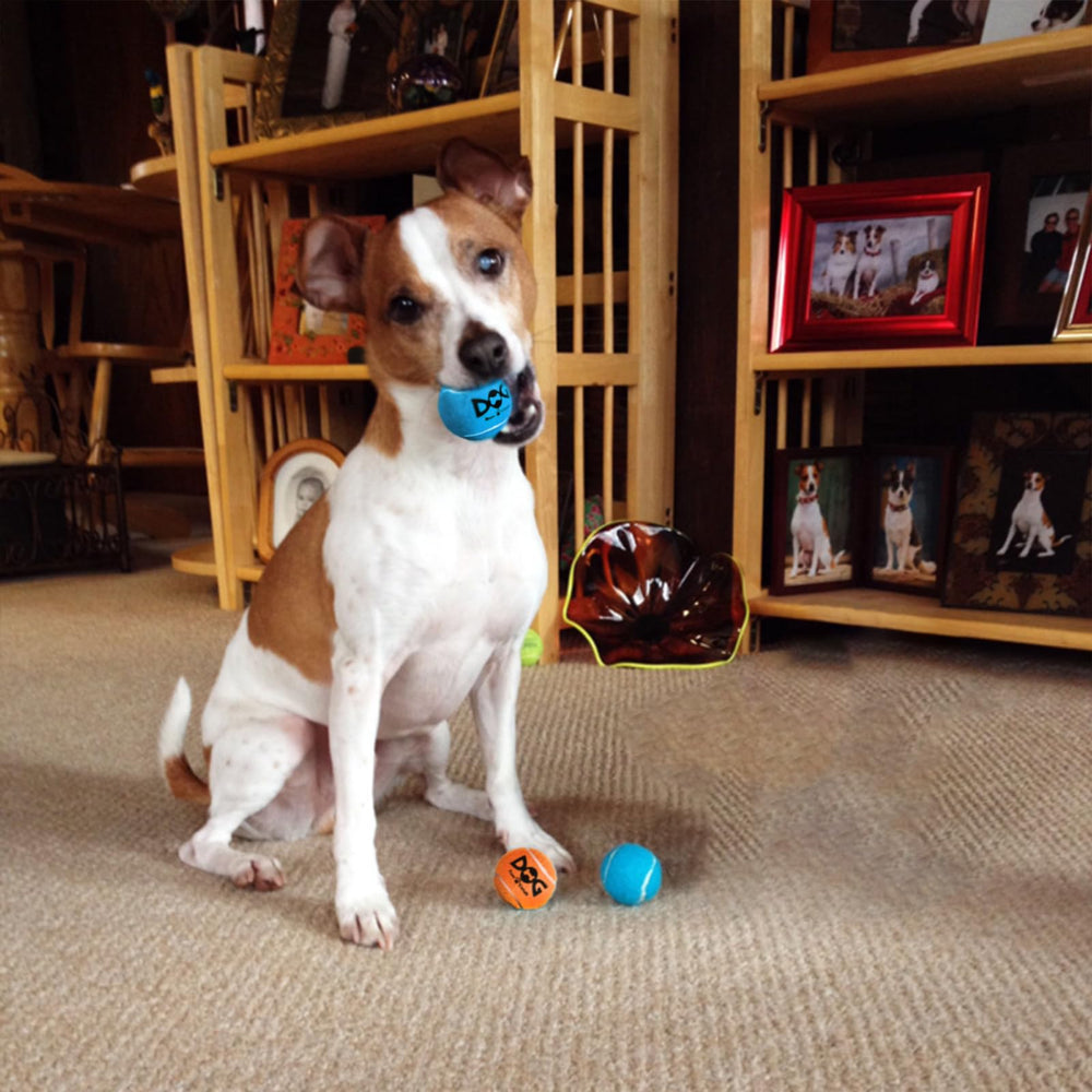 INSUM squeaky dog balls in grass during outdoor play for high visibility.