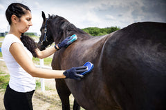 Intrepid International Magic Brush purple coat-cleaning in action for horses