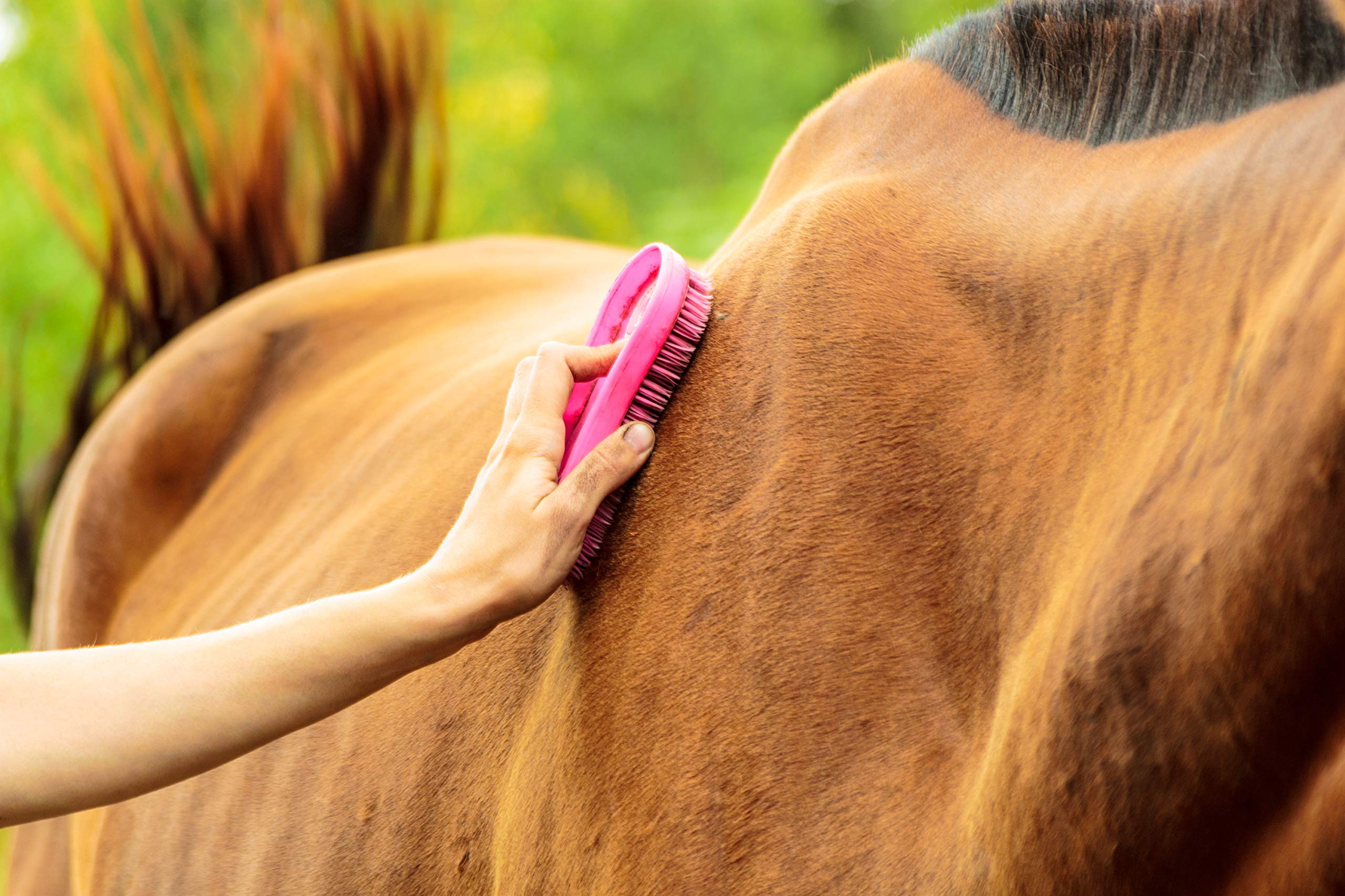 Intrepid International Magic Brush purple used for horse grooming sessions