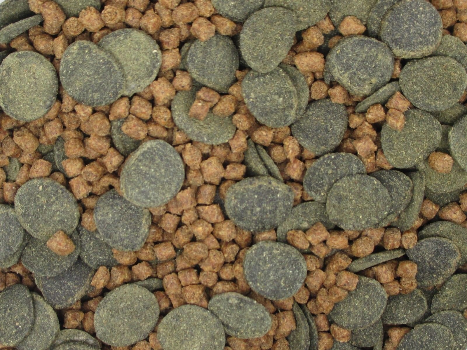 Invert Aquatics Micro Mix sinking blend shown on feeding dish for snails and shrimp