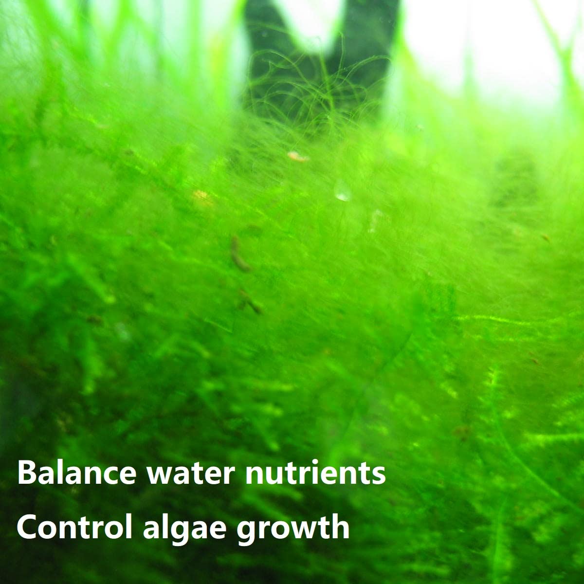 IOAOI PuriResin regeneration uses bleach solution per guidelines.