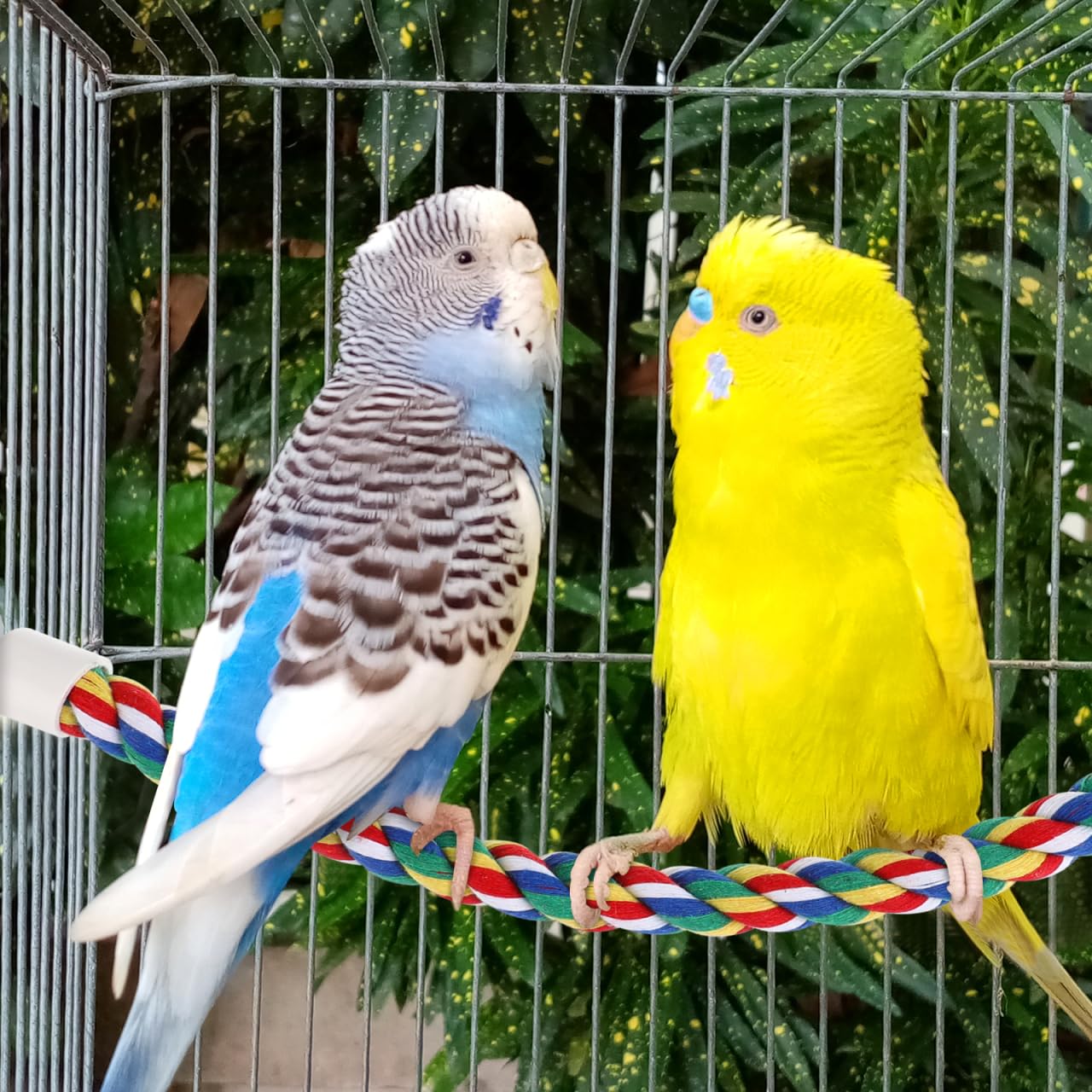 iplusmile 3-in-1-perch-swing combines rest, chew, and swing.