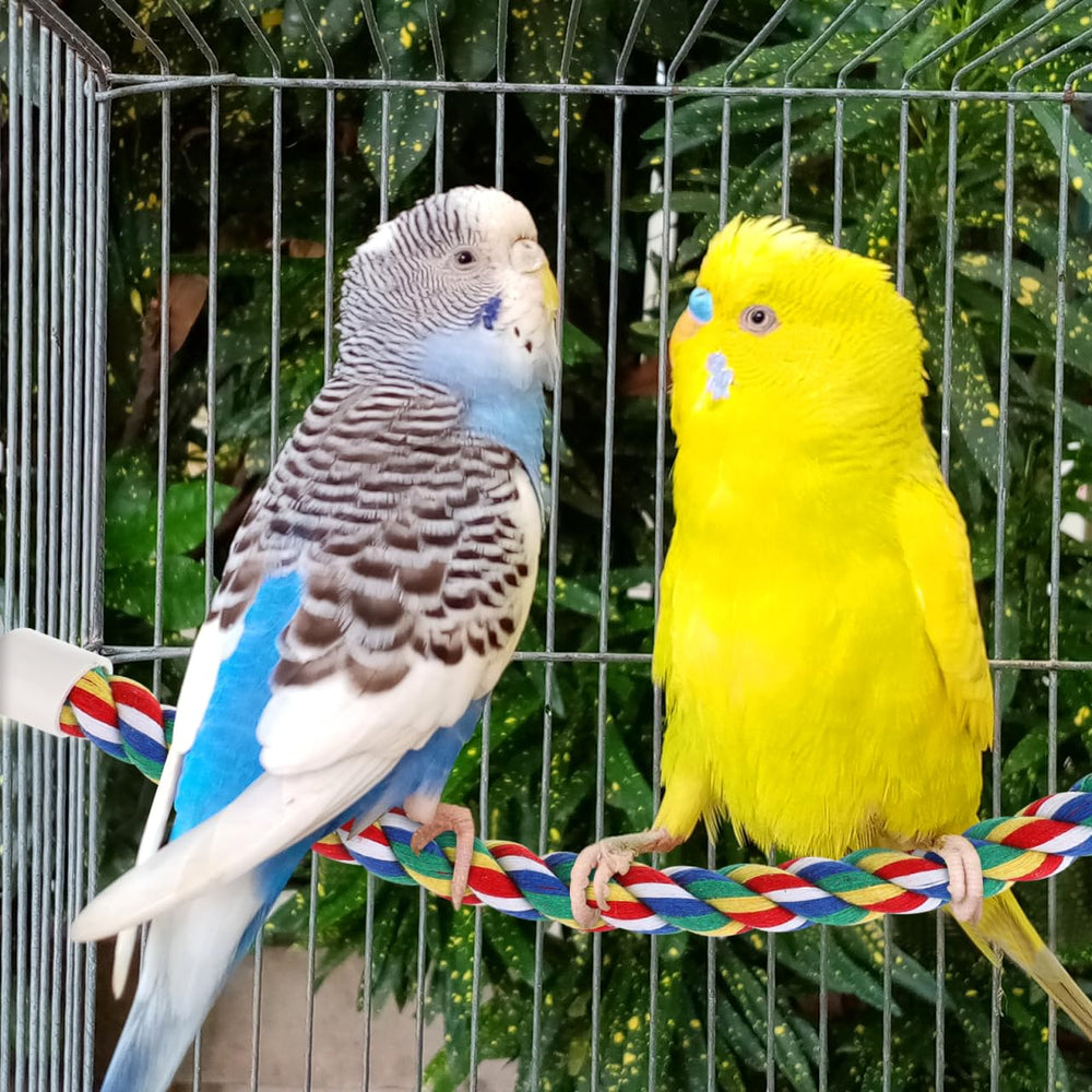 iplusmile 3-in-1-perch-swing combines rest, chew, and swing.