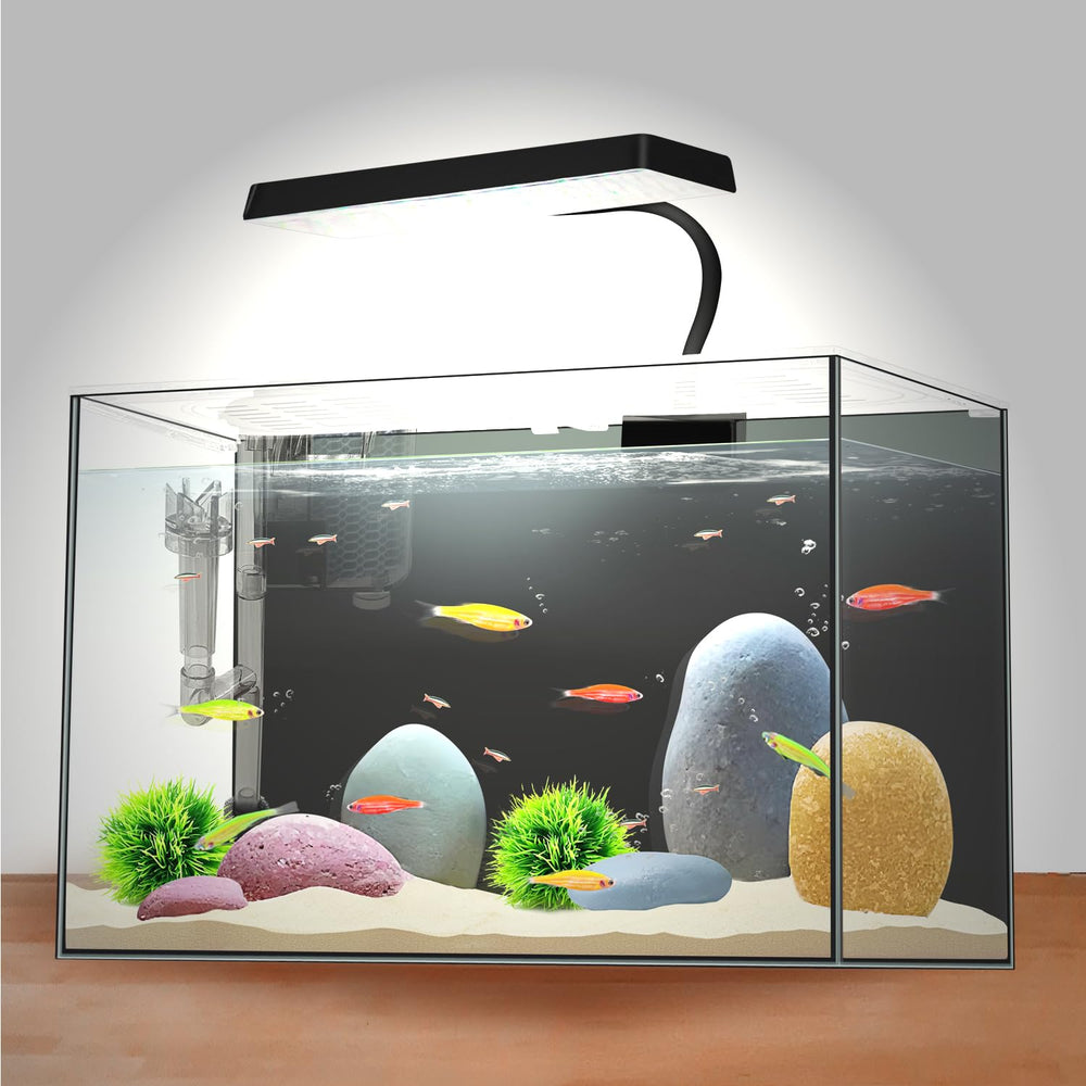 iPriro two Bettas setup offers safe, engaging habitat for tiny fish.