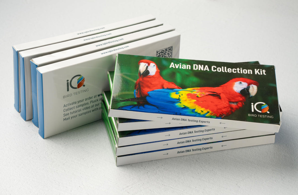 IQ BIRD TESTING Bird DNA Gender Test Kit feather sample for easy at-home collection