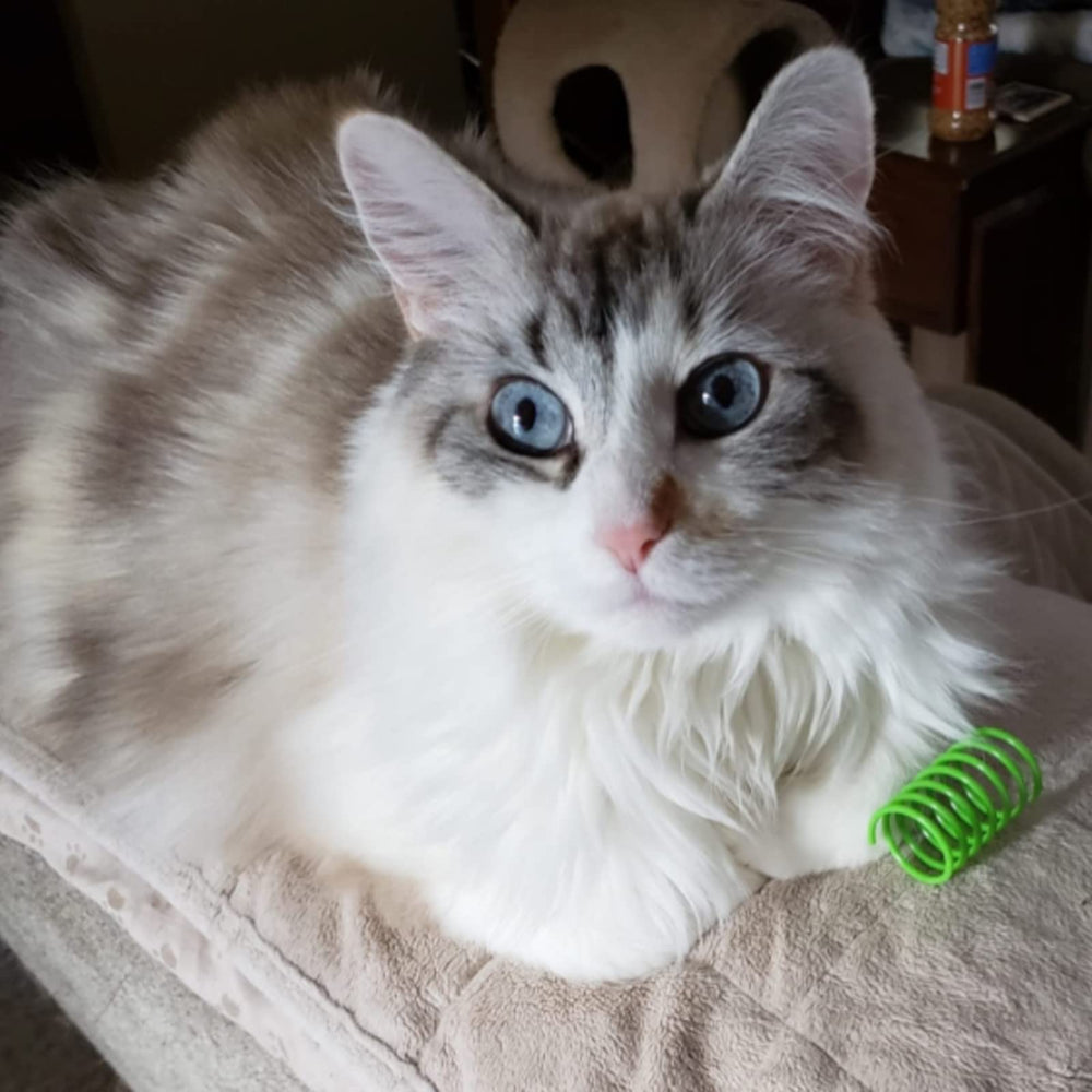 ISMARTEN stretched-spring-size: 4.5 cm x 2.5 cm, flexible for extended play.