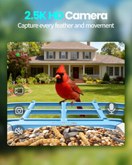 isyoung smart bird feeder 2.5k-uhd-footage capturing detailed plumage day and night