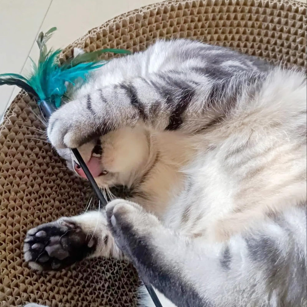 IUHKBH cat teaser wand pack showcases four durable colorfast toys.