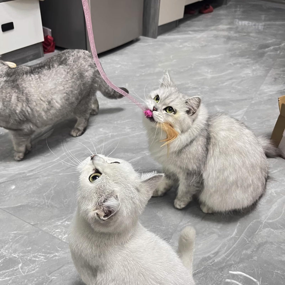 IUHKBH Cat Wands bonding demonstration for shared fun