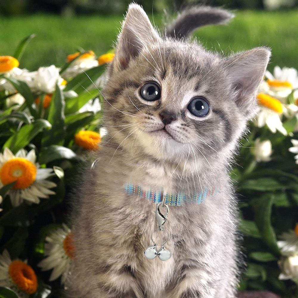 IVIA PET silver X-small collar accessory suited for small cats or dogs