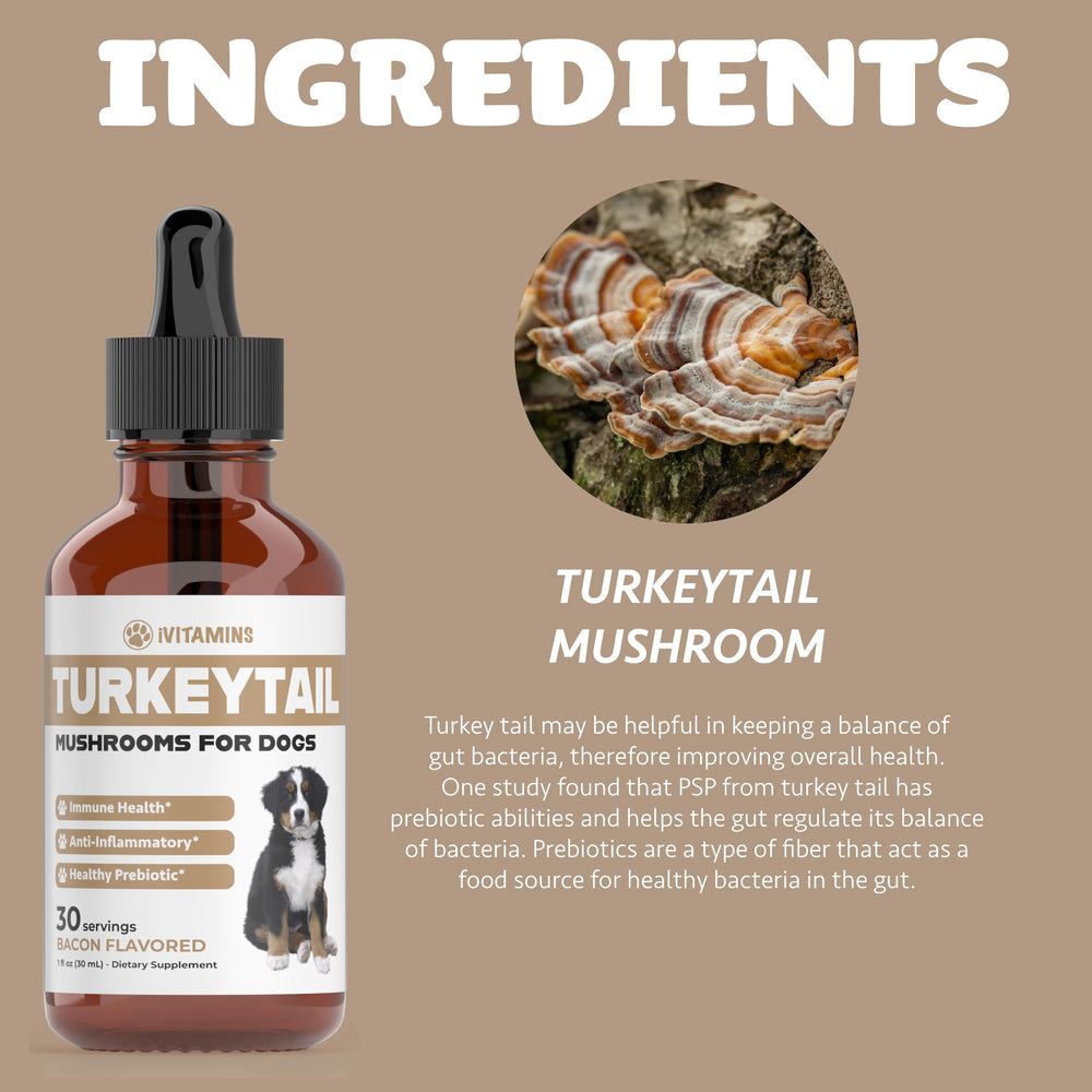 iVitamins Turkey Tail for Dogs immune-boosting liquid for daily routine.