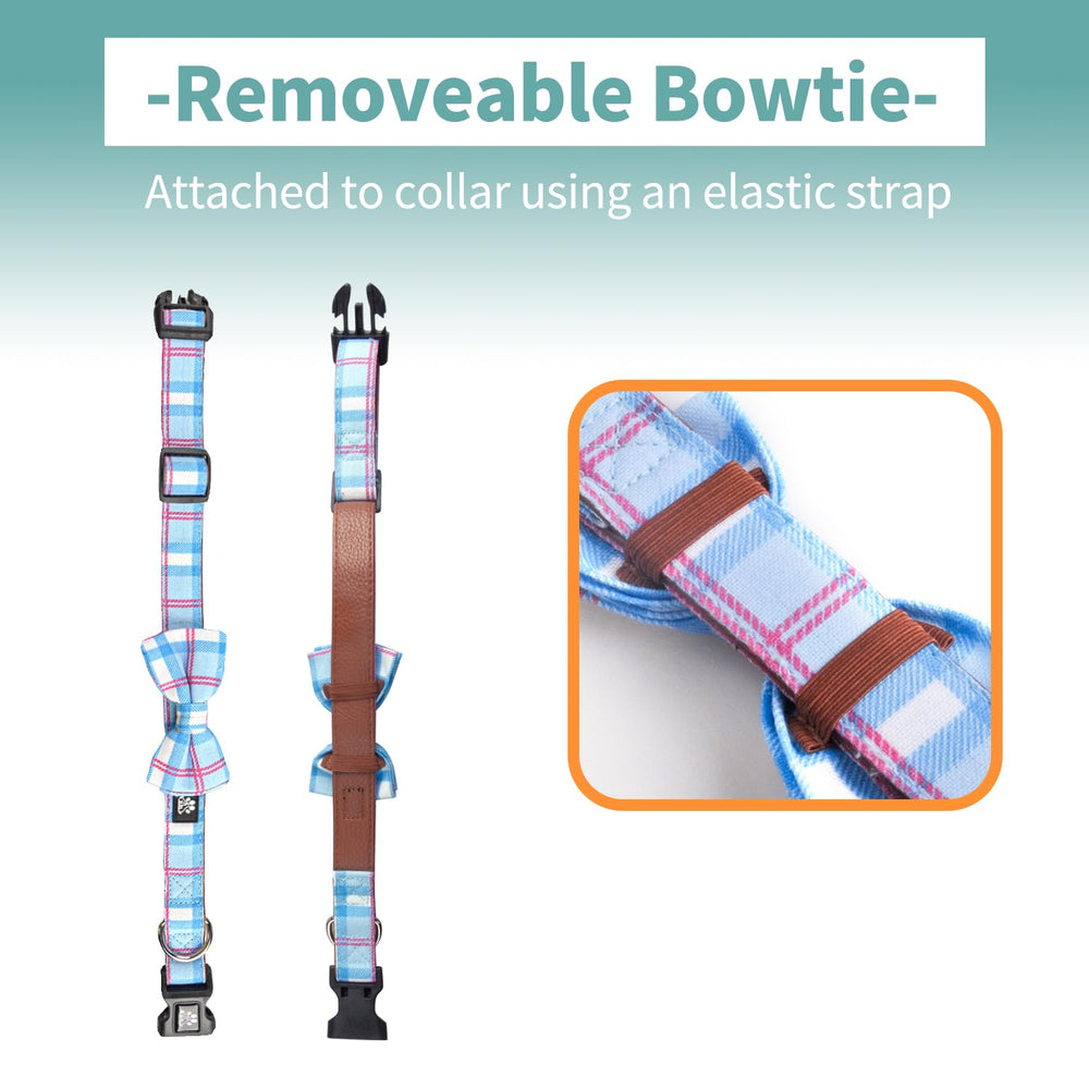 IVY&LANE checkered blue collar during a walk, showcasing durable cotton fabric.