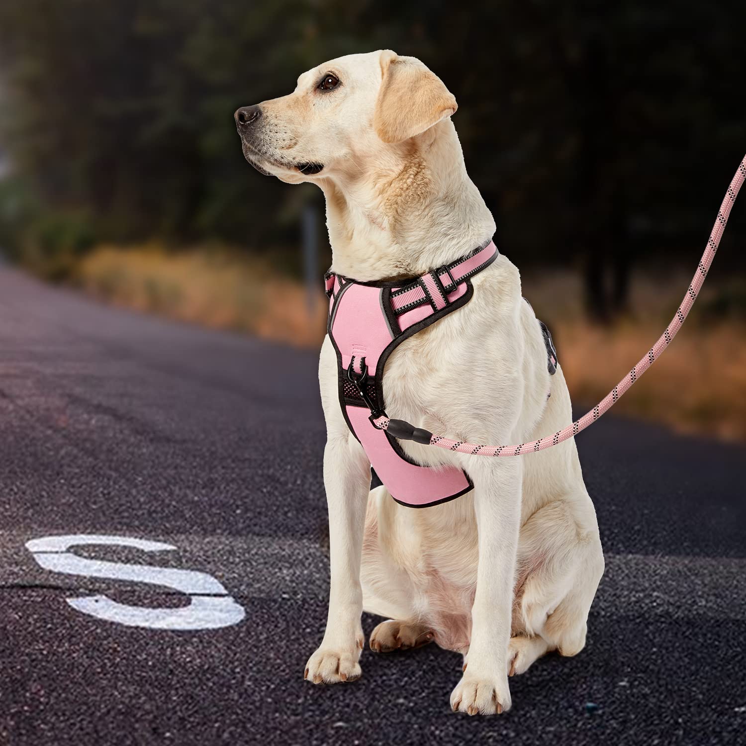 IVY&LANE No Pull Harness storage strap keeps gear organized on outings.