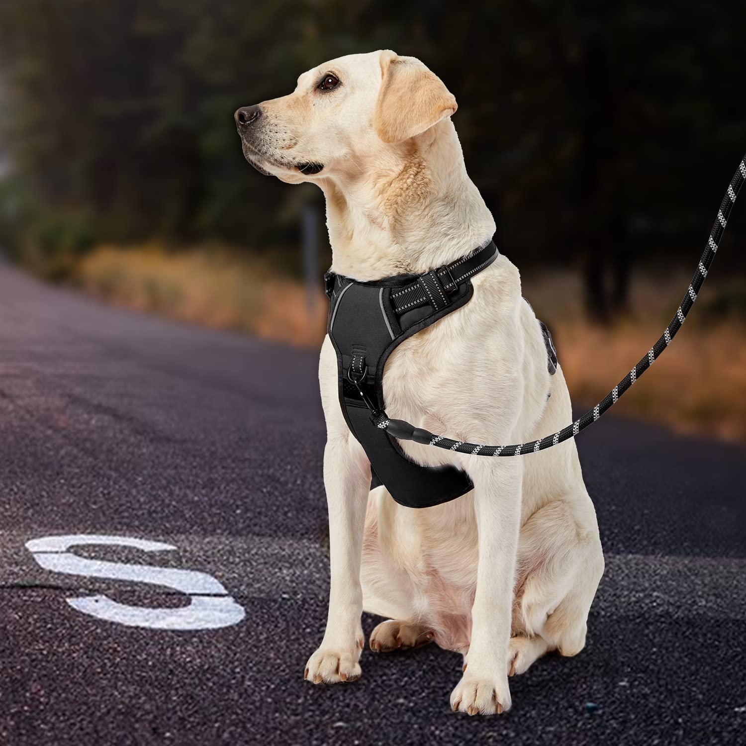 IVY&LANE harness with leash and storage strap simplifies travel and storage