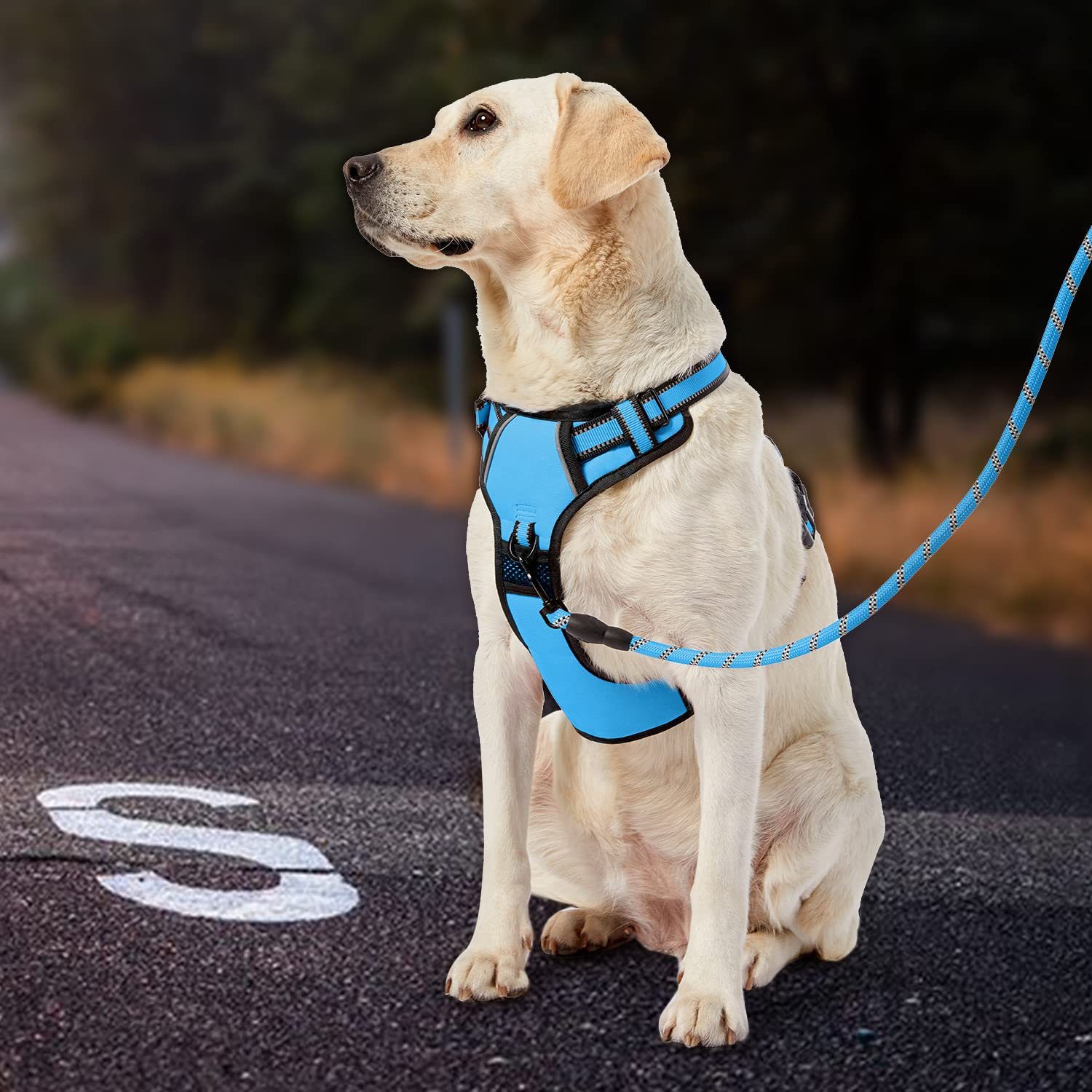 IVY&LANE No Pull Harness blue storage strap, helps keep gear organized on outings.
