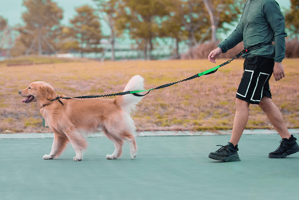 iyopets easy-clip attachment system simplifies setup before every walk