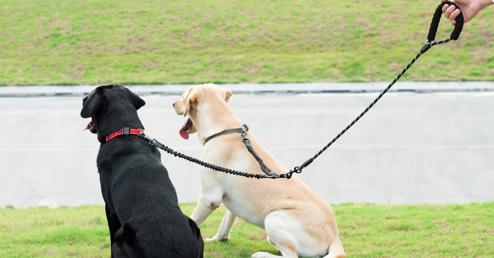 iYoShop Correa doble, ideal para paseos diarios con dos perros.