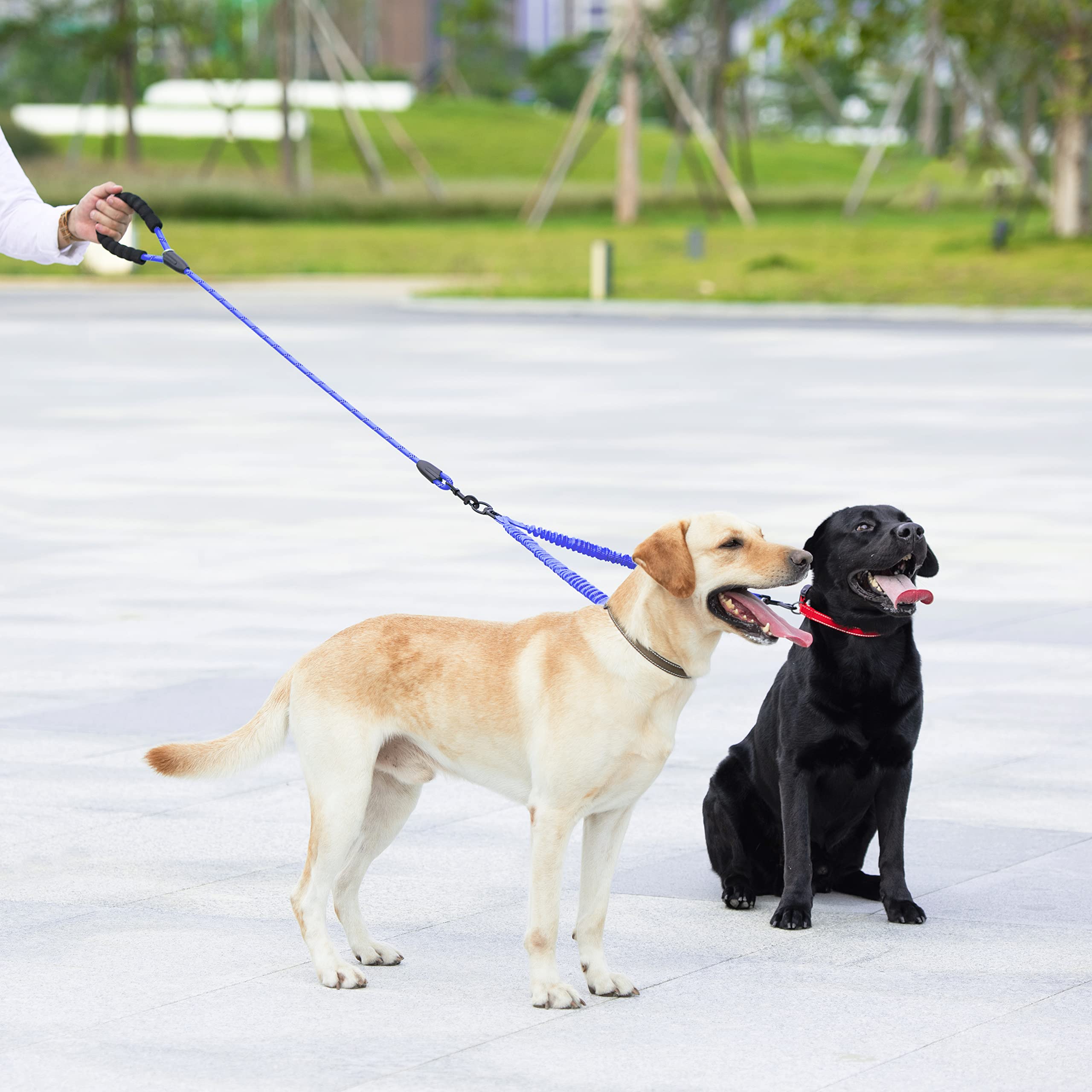 iYoShop royal blue dual leash in use with two dogs side-by-side