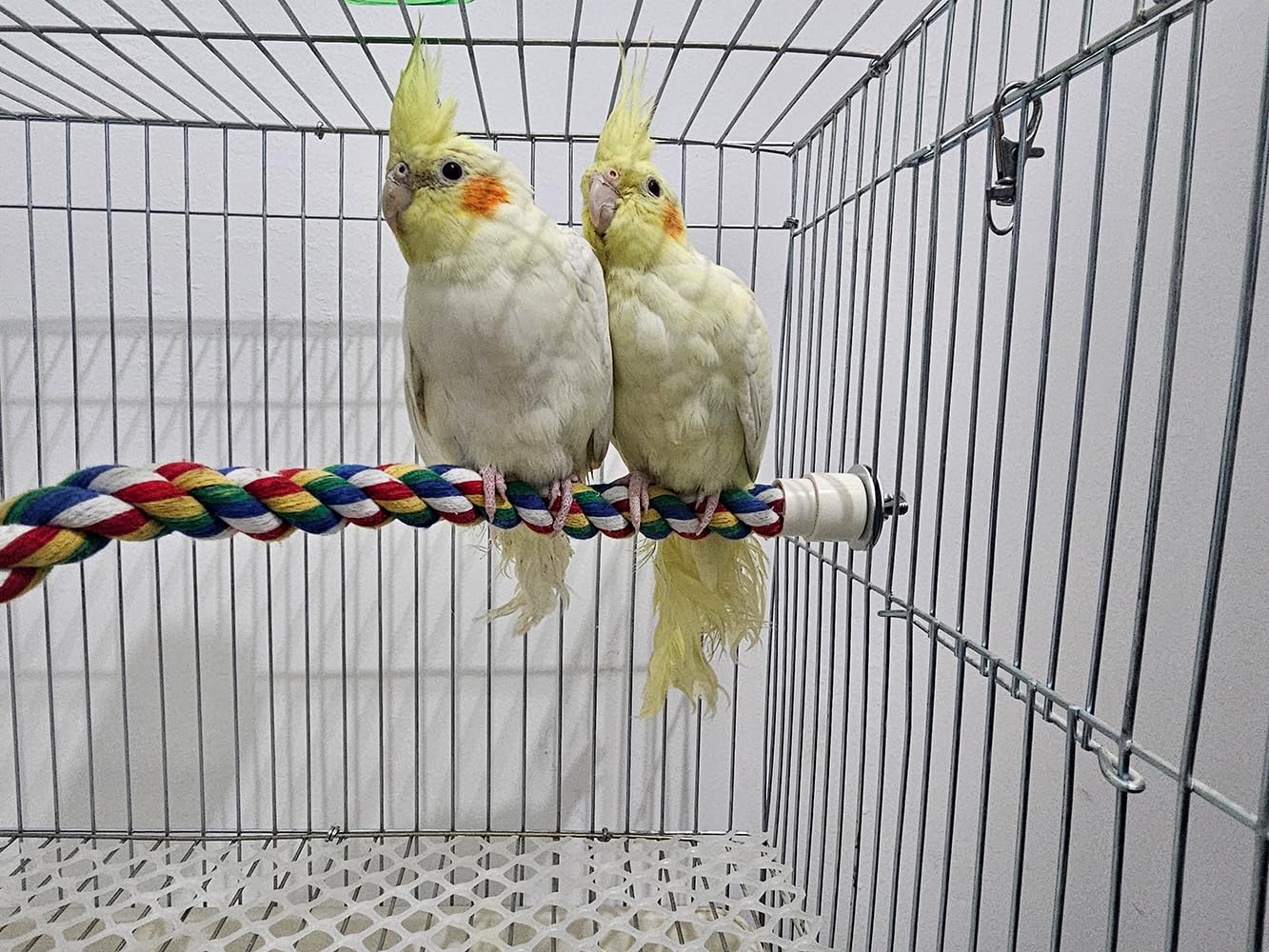 Jackrofe bendable perch fitting small parrots like Senegal and green-cheeked varieties.