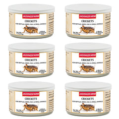 JADINGSFARM 6pack crickets for pets—the ideal protein-rich feeding option for reptiles and birds.