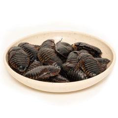 JADINGSFARM Dubia Roaches farm-raised for consistent quality and diet variety.