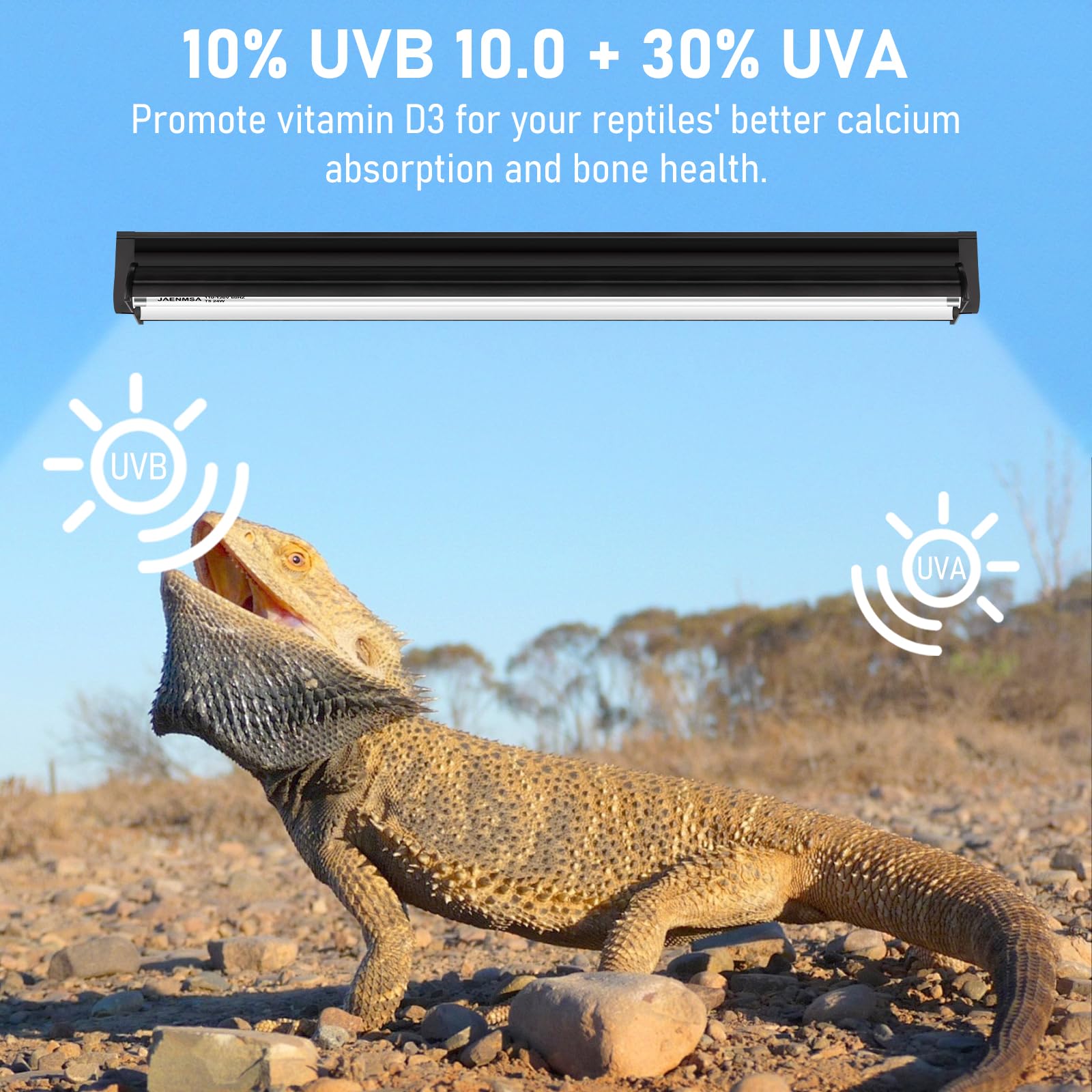 Jaenmsa desert-dwelling reptile setup with basking area